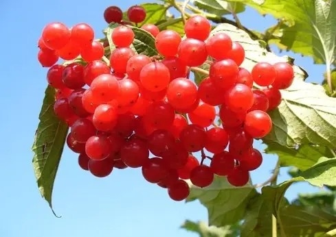lingonberry;huckleberry;mountain cranberry; cowberry;  Vape e-liquid e juice flavor concentrate flavoring flavour