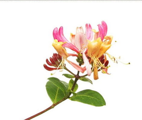 Concentrated Juicy Peach Eliquid Flavor High Concentrates for DIY Ejuice High Quality Concentrated Liquid Flavoring Taro